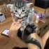 Şeker yuva arıyor fotoğraf