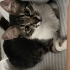 Acil yuva ,,Oyuncu Dişi Kedi . İnsanlara çok çabuk alışır ve yakınlık kurar. fotoğraf