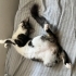 Acil yuva ,,Oyuncu Dişi Kedi . İnsanlara çok çabuk alışır ve yakınlık kurar. fotoğraf