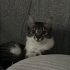 Acil yuva ,,Oyuncu Dişi Kedi . İnsanlara çok çabuk alışır ve yakınlık kurar. fotoğraf