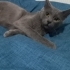Sokağa dönmesin Cins ya da Melez Mavi Rus fotoğraf