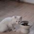 Sokağa dönmesin Cins ya da Melez Mavi Rus fotoğraf