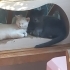 Sokağa dönmesin Cins ya da Melez Mavi Rus fotoğraf