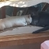 Sokağa dönmesin Cins ya da Melez Mavi Rus fotoğraf