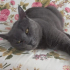 Yaşlı Russian Blue fotoğraf