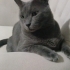 Yaşlı Russian Blue fotoğraf