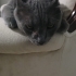 Yaşlı Russian Blue fotoğraf