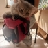 LİLA YENİ EVİNE GİTMEK İÇİN ACELE EDİYOR ONA GÜZEL BİR EV ARIYORUZ fotoğraf
