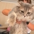 LİLA YENİ EVİNE GİTMEK İÇİN ACELE EDİYOR ONA GÜZEL BİR EV ARIYORUZ fotoğraf