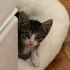 Minik bir can yuva arıyor fotoğraf