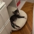 Minik bir can yuva arıyor fotoğraf