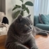 Miniğime şefkatli bir yuva arıyorum fotoğraf
