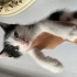 Ömürlük yuva arıyoruz fotoğraf