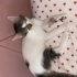 Benek kızımıza ömürlük yuva arıyoruz fotoğraf