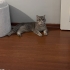 İyi huylu Mochi fotoğraf