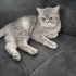İyi huylu Mochi fotoğraf