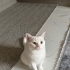 Beyaz prensesimize yuva arıyoruz fotoğraf