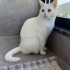 Beyaz prensesimize yuva arıyoruz fotoğraf