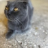 Dişi scottish fold sevgi dolu yuva arıyor fotoğraf