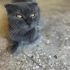Dişi scottish fold sevgi dolu yuva arıyor fotoğraf