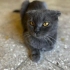 Dişi scottish fold sevgi dolu yuva arıyor fotoğraf