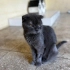 Dişi scottish fold sevgi dolu yuva arıyor fotoğraf