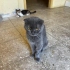 Dişi scottish fold sevgi dolu yuva arıyor fotoğraf