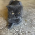 Dişi scottish fold sevgi dolu yuva arıyor fotoğraf