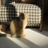 Tabby British Cookie kısır aşıları tam fotoğraf