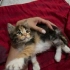 Calico yavru kedi fotoğraf