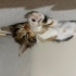 Calico yavru kedi fotoğraf