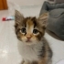 Calico yavru kedi fotoğraf