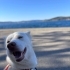 Ücretsiz sahiplendirme Husky fotoğraf