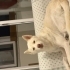Ücretsiz sahiplendirme Husky fotoğraf
