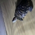 🐢 Tatlı Su Kaplumbağama Geniş ve Güzel Bir Yuva Arıyorum fotoğraf