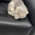 ÖMÜRLÜK YUVASINI ARIYOR SCOTTISH FOLD EV KEDİSİ ! fotoğraf
