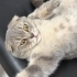 ÖMÜRLÜK YUVASINI ARIYOR SCOTTISH FOLD EV KEDİSİ ! fotoğraf