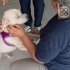 Mavi  acil yuva arıyoruz fotoğraf