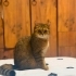 Tabby British Cookie kısır aşıları tam fotoğraf