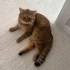 Tabby British Cookie kısır aşıları tam fotoğraf