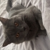 Oyuncu ve sevecen bir kedi yuvasını arıyor fotoğraf