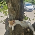 YAVRU KEDİ MELONİ KALICI YUVASINI ARIYOR fotoğraf
