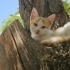 YAVRU KEDİ MELONİ KALICI YUVASINI ARIYOR fotoğraf
