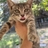 YAVRU GRİ KEDİ KALICI YUVASINI ARIYOR fotoğraf