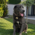 Cane corso Yuva Arıyor fotoğraf