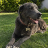 Cane corso Yuva Arıyor fotoğraf
