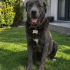 Cane corso Yuva Arıyor fotoğraf