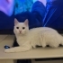 Erkek Van kedisi fotoğraf