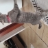 Maya'mıza kalıcı bir yuva arıyoruz fotoğraf
