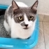 BONCUK ACİLEN YUVA ARIYOR fotoğraf